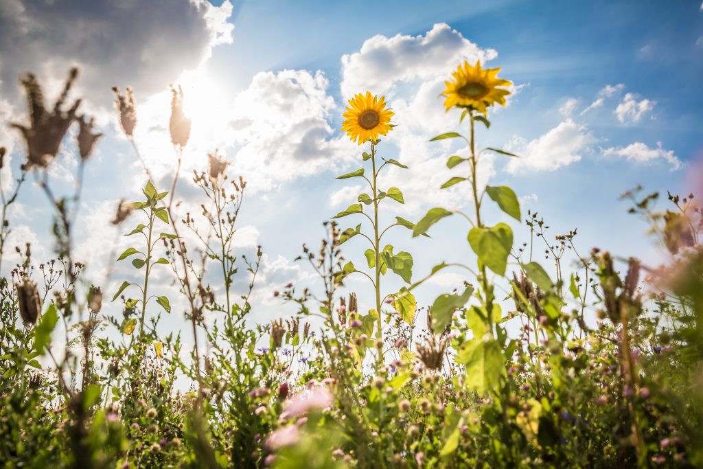 Auf der Schwäbischen Alb blüht es auf einer Blumenwiese