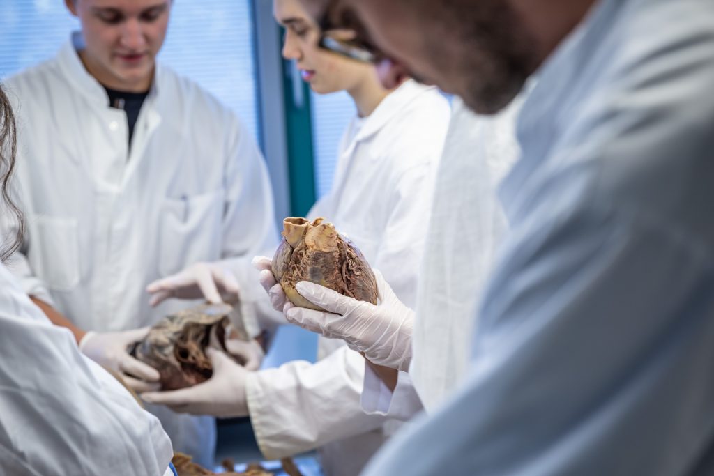 Studierende der Universität Tübingen untersuchen im Rahmen ihres Präparationskurses menschliche Körper
