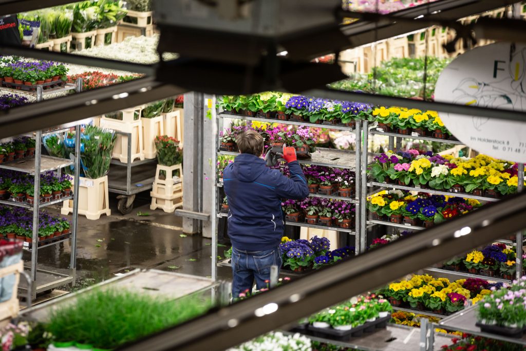 Ein Händler füllt auf dem Blumengroßmarkt einen Wagen auf