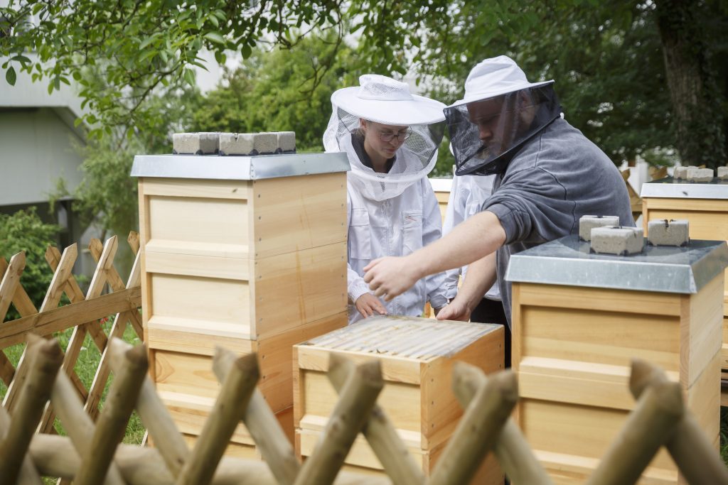 Studierende, die in ihrem Wohnheim imkern, kontrollieren ein Bienenvolk