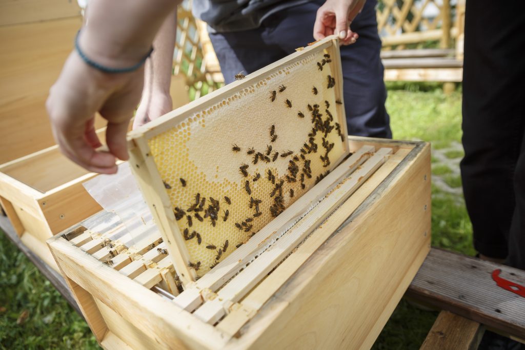 Ein Imker zieht ein Rähmchen aus einer Zarge um den Zustand des Bienenvolks zu kontrollieren