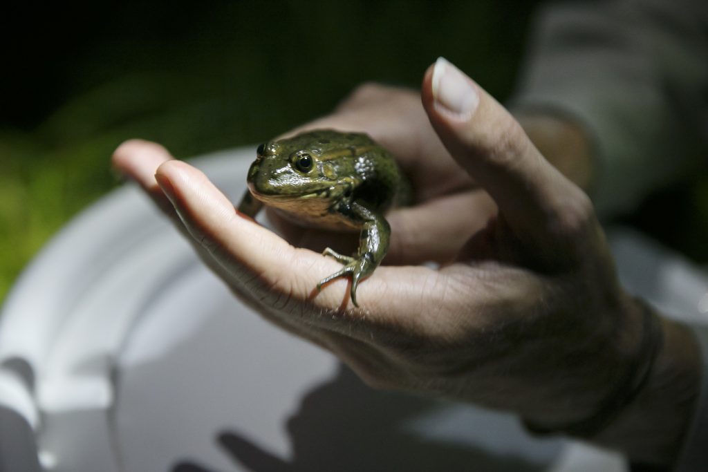 Ein Frosch in der Hand eines Biologen. Das Tier muss wegen einer Baumaßnahme umgesiedelt werden